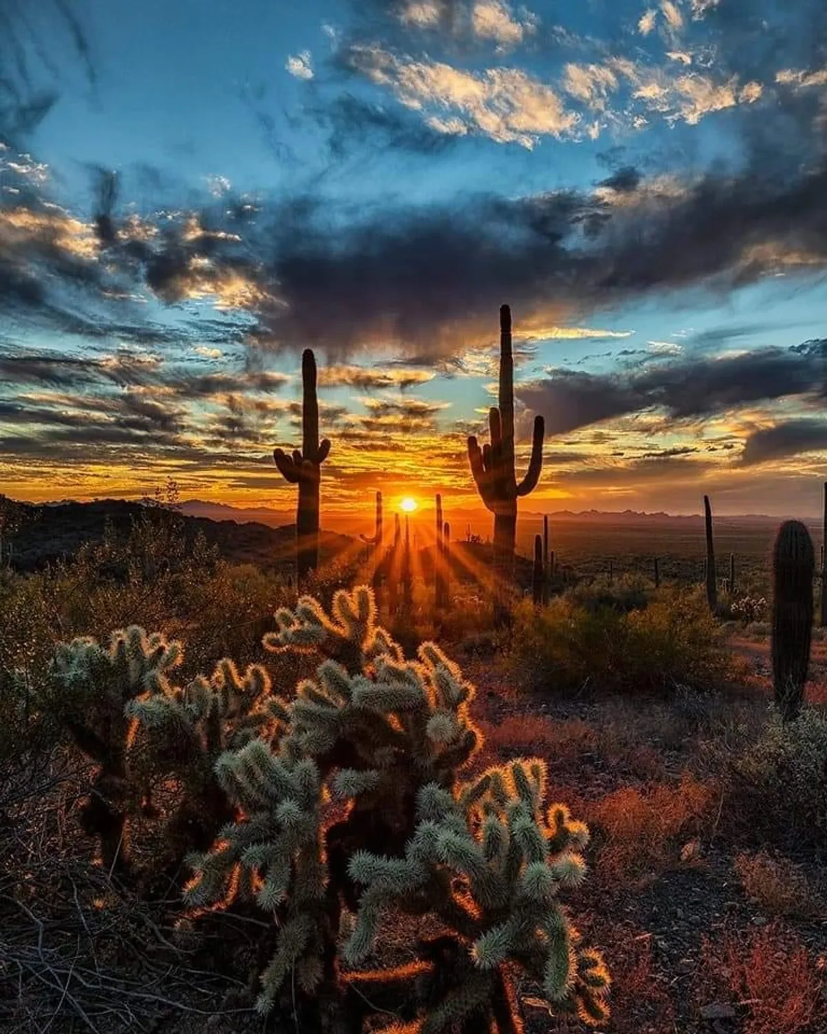 A wide desert landscape featuring iconic cacti silhouetted against a stunning sunset, with clouds adding drama to the sky. The scene hints at nearby hiking and nature exploration opportunities.